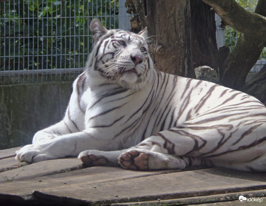 Fehér tigris 