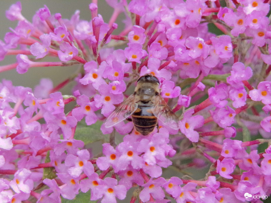 Nemrégiben kinyílt egyik kedvencén a rózsaszín nyáriorgonán megpihenő közönséges herelégy 