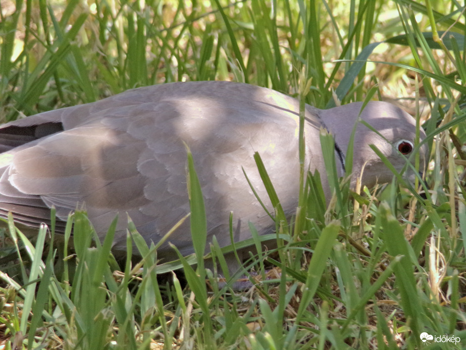 Keresgélő balkáni gerle 