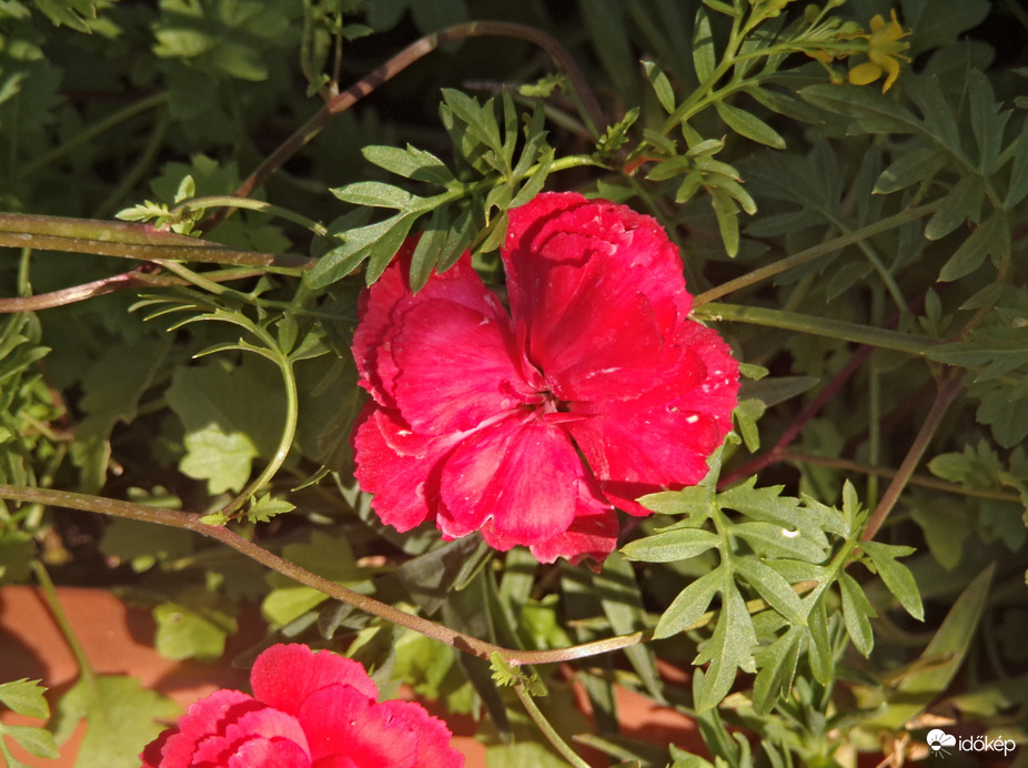 Első nyári napsütésben egy nagyon szép szegfű 