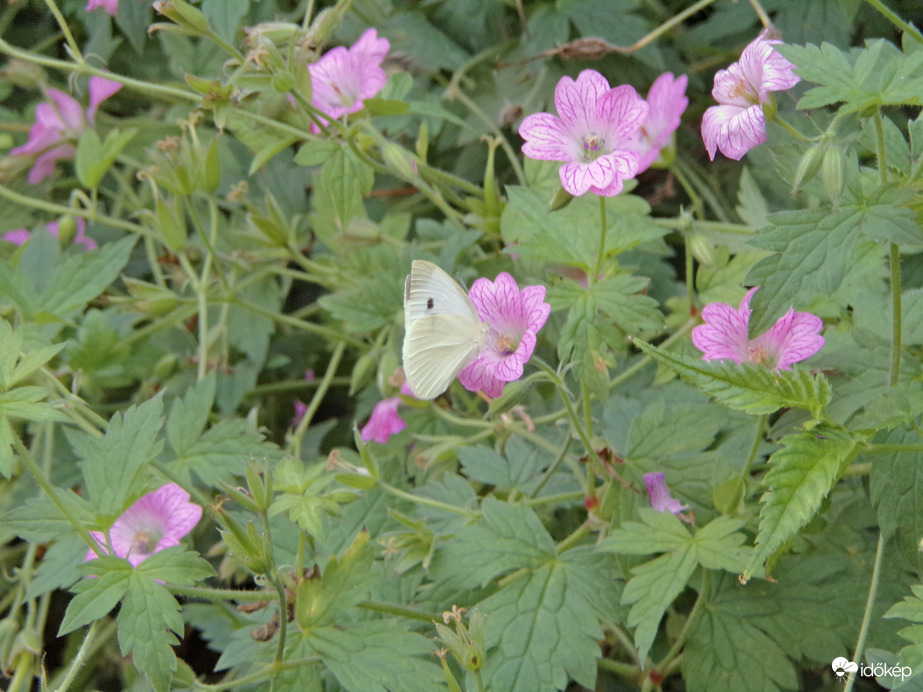 Répalepke a gólyaorr virágai között
