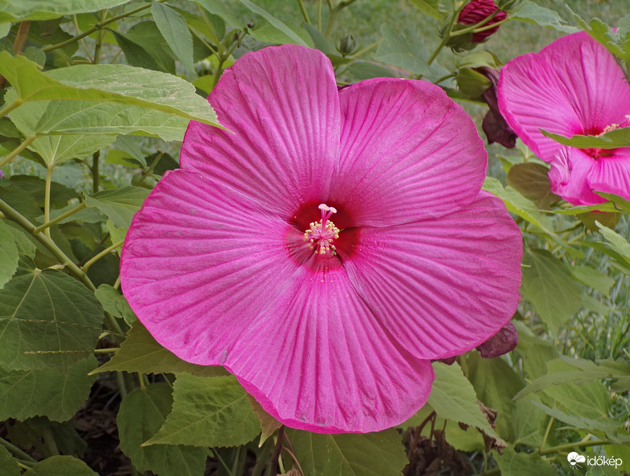 Szépséges mocsári hibiszkuszunk :)