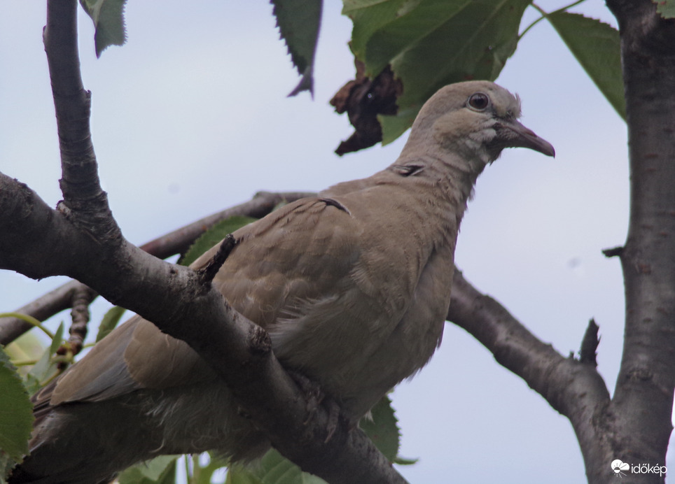 Balkáni gerle fióka 