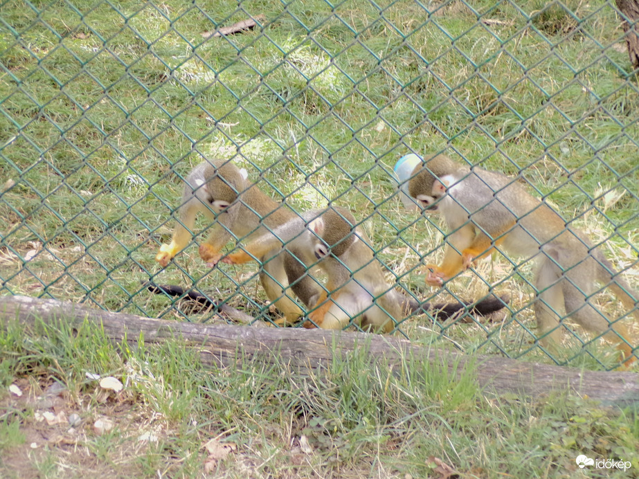 Mókusmajmok :)