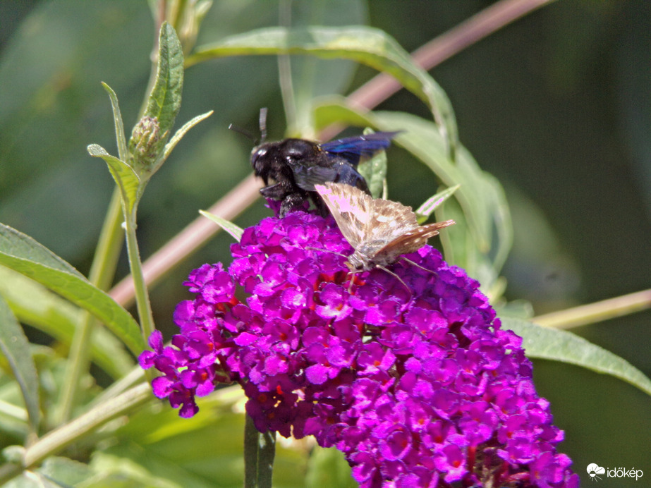 Mályva-busalepke és kék fadongó 