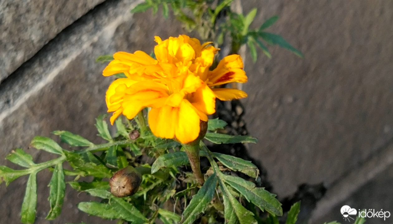 Az utolsó bársonyvirágunk ősszel