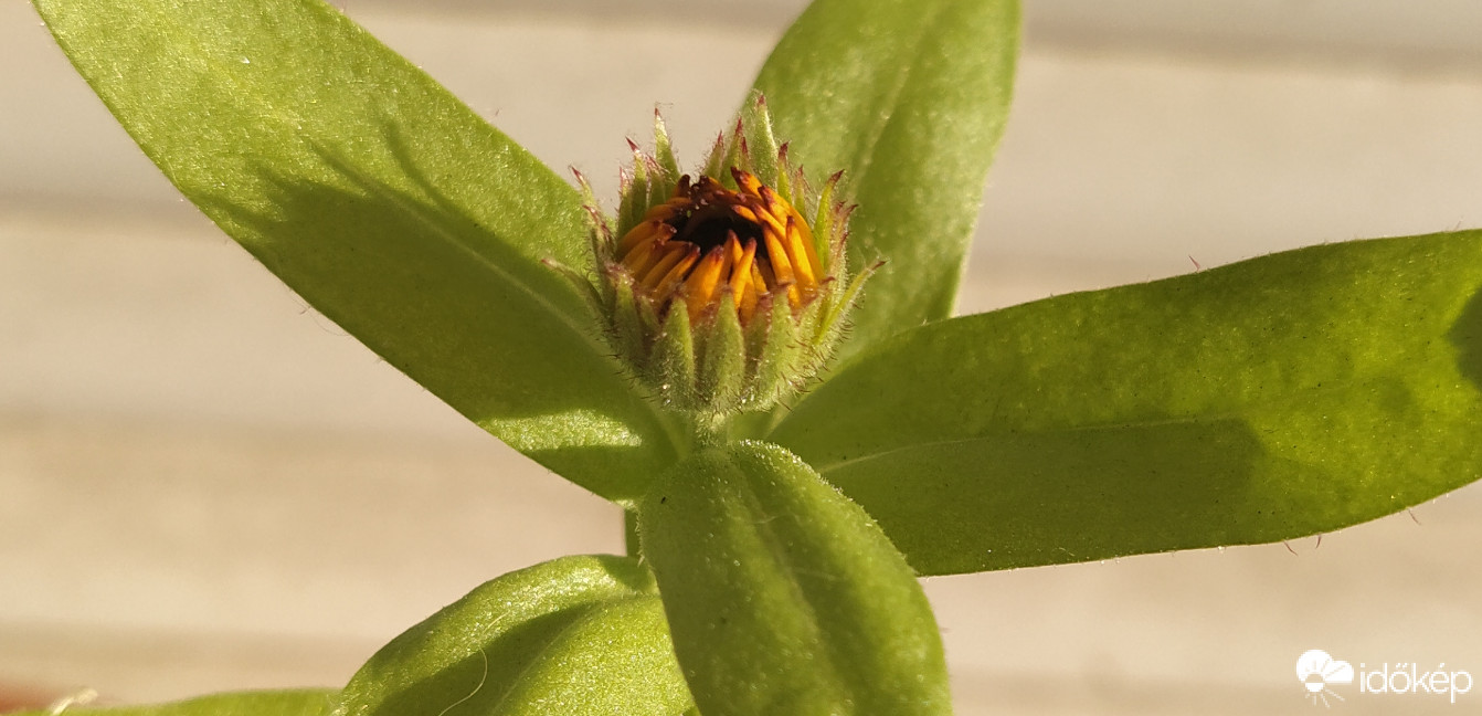 Hideget, fagyot túlvészelő szépség :)