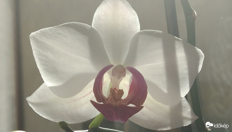 Orchidea 2.