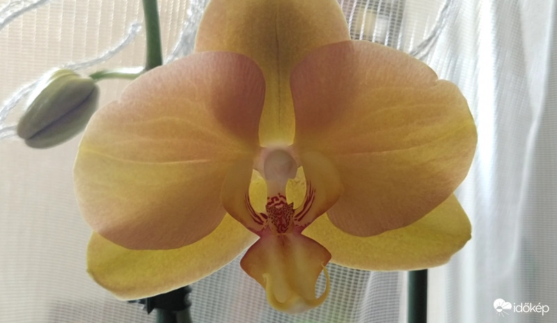 Orchidea
