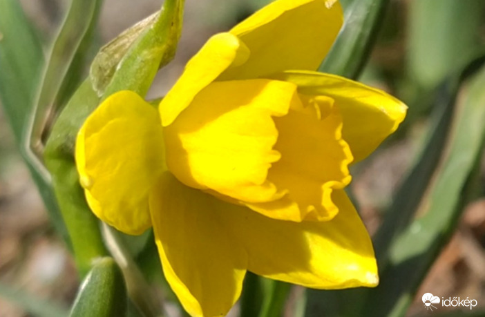 Kinyílt a nárcisz :)