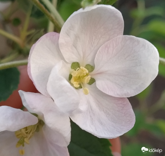 Jó reggelt kívánok Mindenkinek!