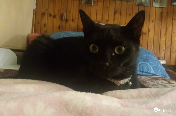 Fekete macskák világnapja