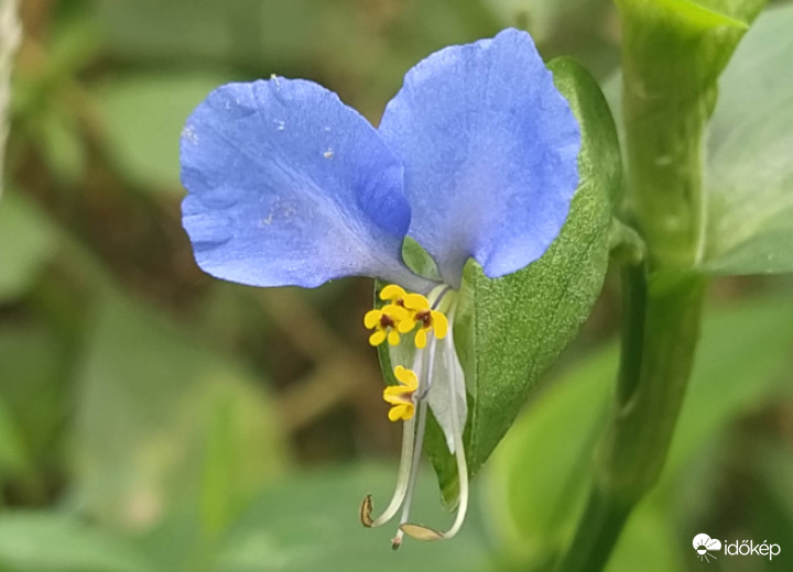 Azúrkék komellína