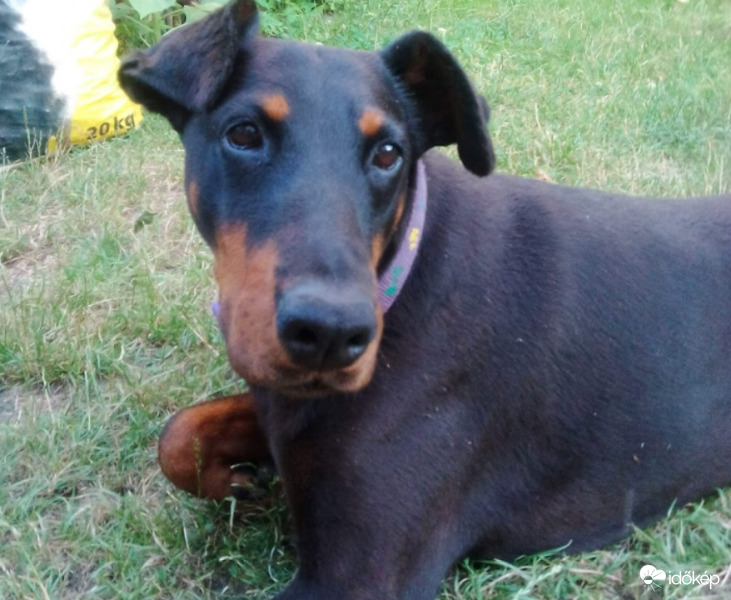 Nemzetközi Kutya nap