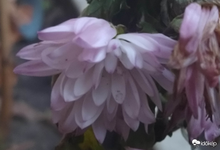 Őszről megmaradt krizantém