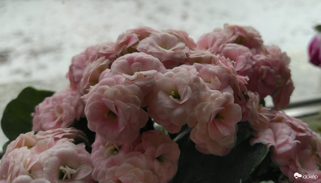 Fagytól, hidegtől védve