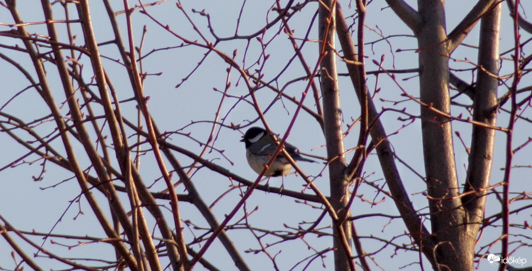 Széncinege hím az ágon