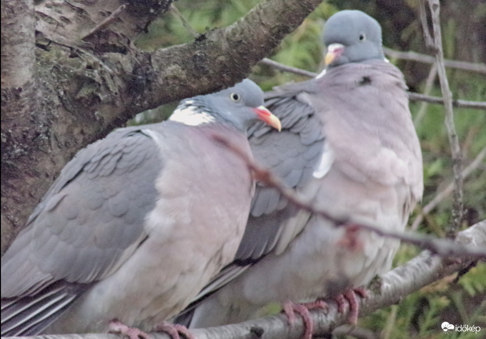 Örvös galamb pár az ágon