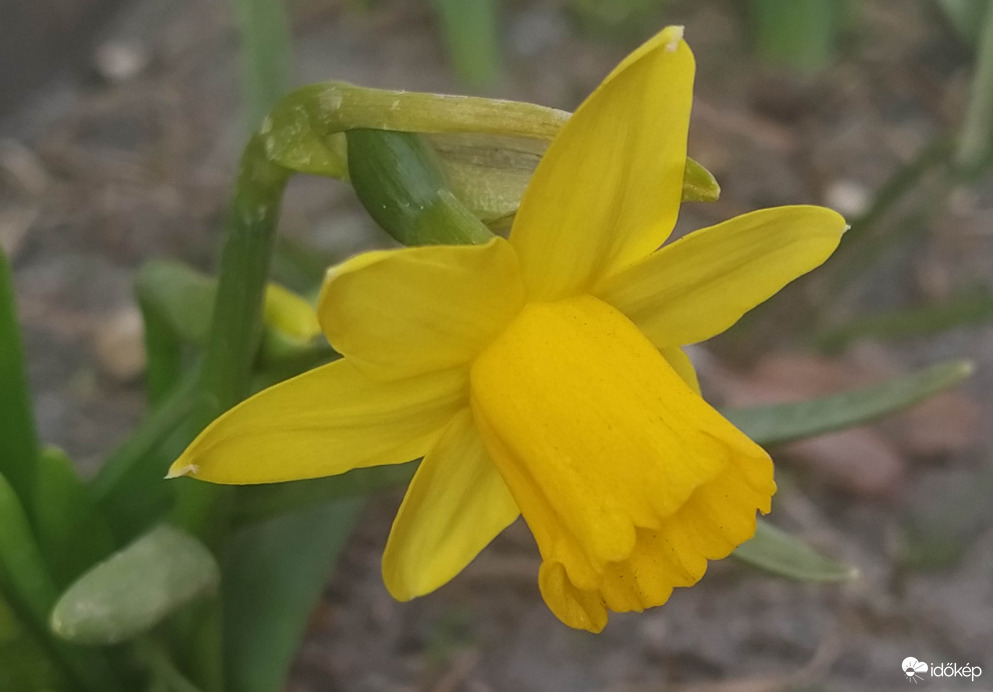 Nárcisz 
