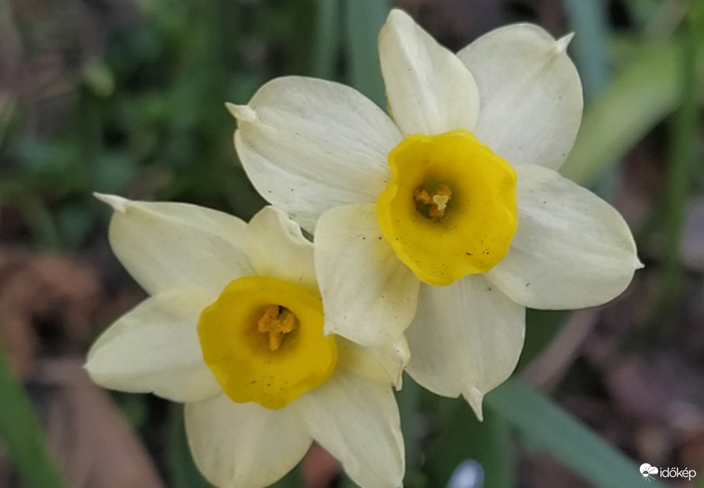 Nárciszok