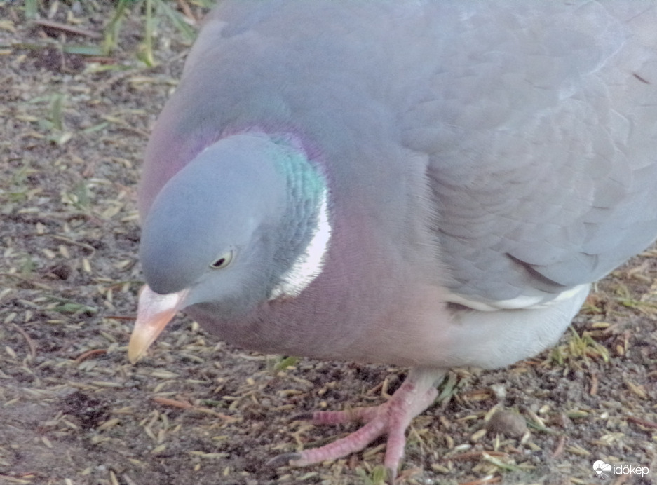 Keresgélés fél lábon állva 