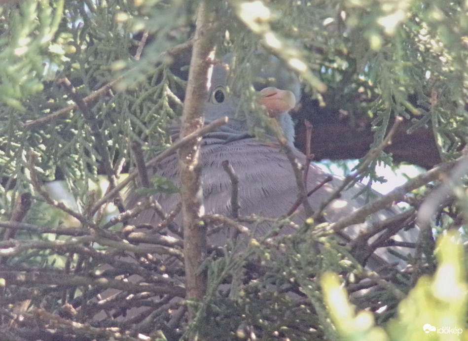 Örvös galamb a fészkén