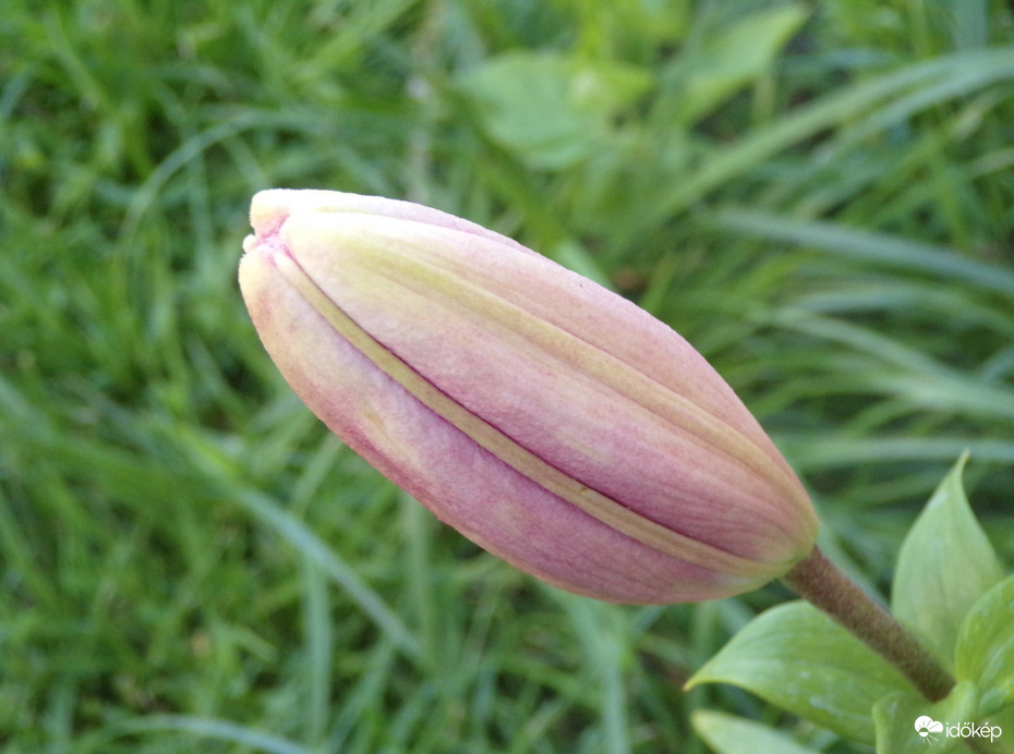 Liliom bimbó