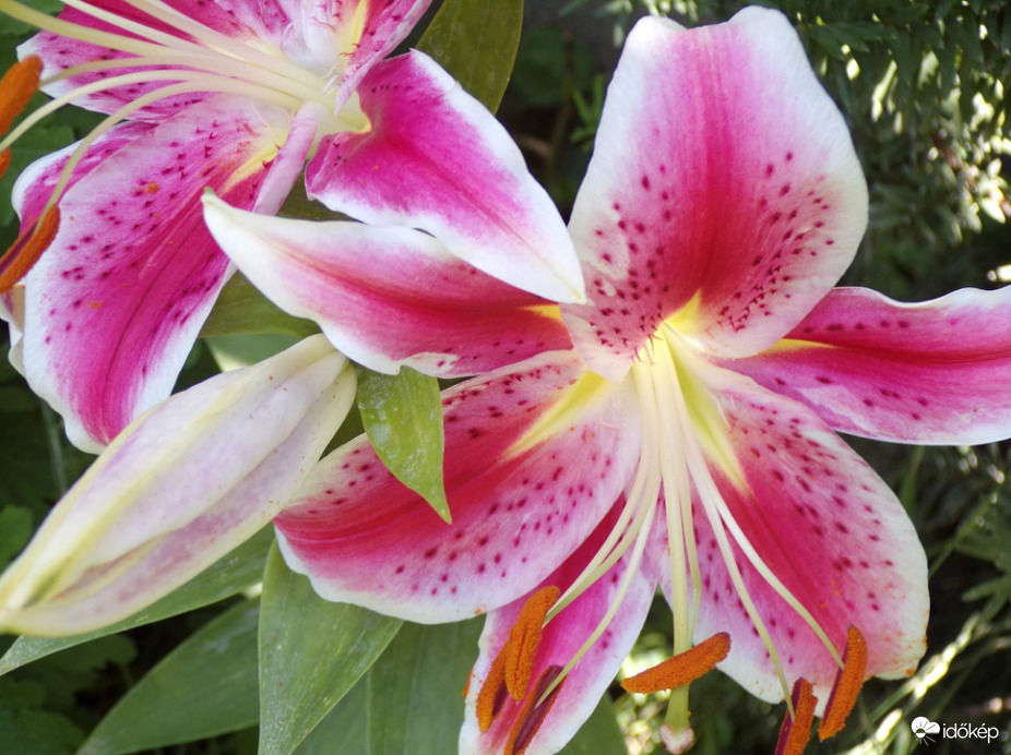 Stargazer liliomok