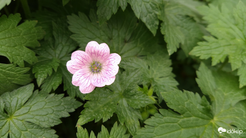 Geranium bicknellii