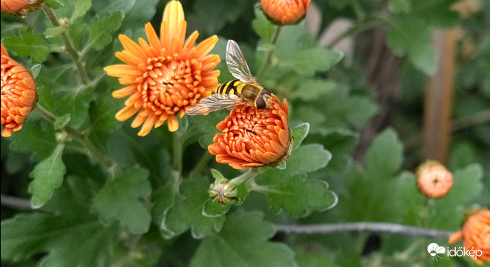 Zengőlégy a krizantém bimbón :)