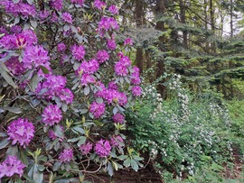 Jeli arborétum