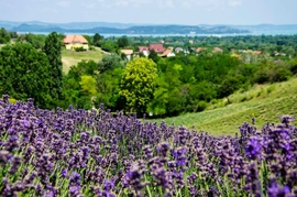 Kilátás a Balatonra 