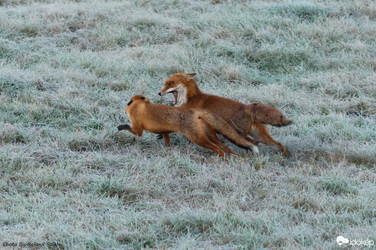 Boldog rókák