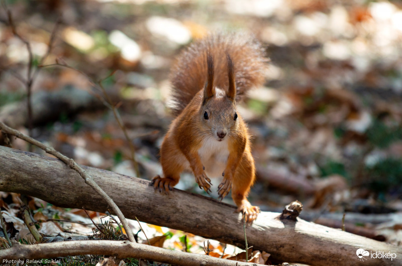 Mindjárt támad! :-)