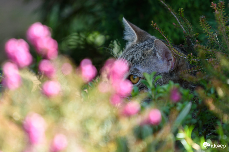 Cica ül a fűben......