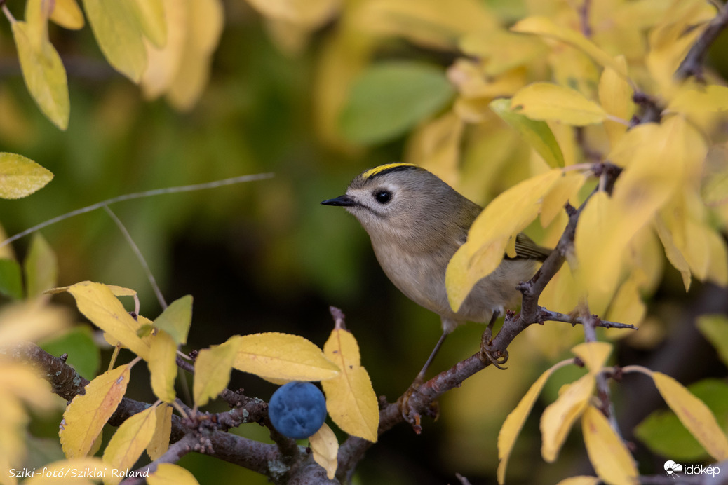 Sárgafejű királyka