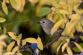 Sárgafejű királyka