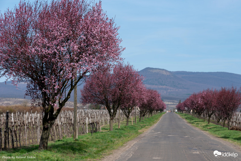 Virágzás betöltése folyamatban! :-)