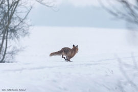 Fürge róka lábak.. :-)