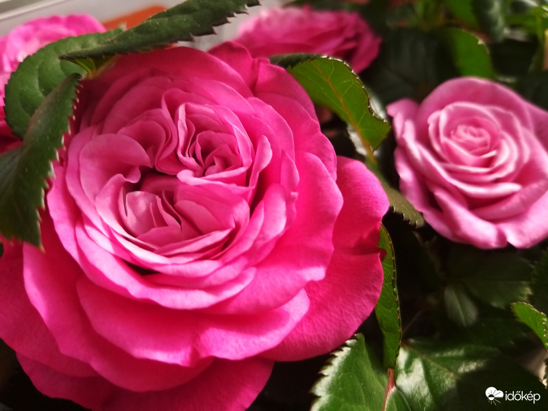 #Maradj Otthon #vegyél roszát anyáknapjára