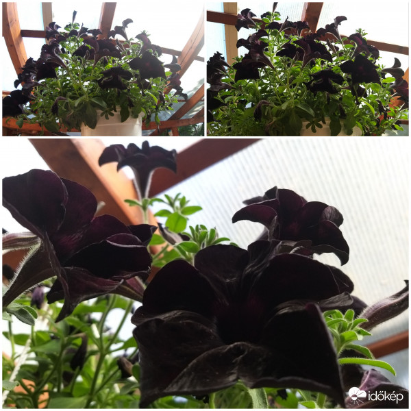 Fekete Petunia