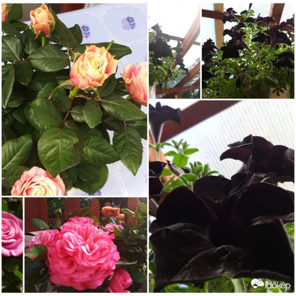 Rozsák és fekete petunia