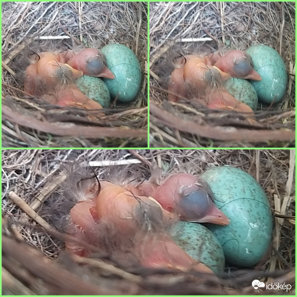 kikelt rigó fiokák