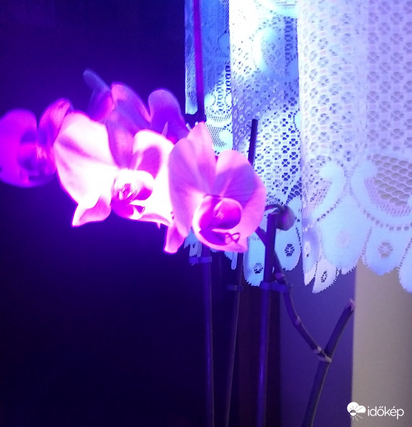 UV Orchidea 