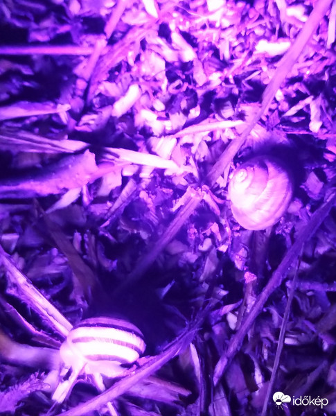 Újabb Látogatok is megérkeztek