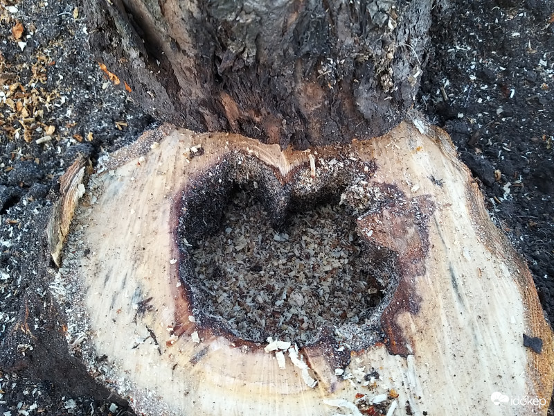 Belül kirágta valami az élő almafa belsejét