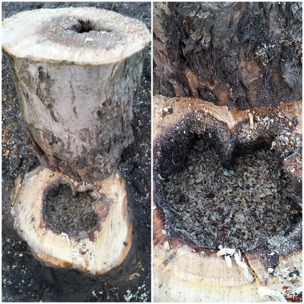 Belül kirágta valami az élő almafa belsejét