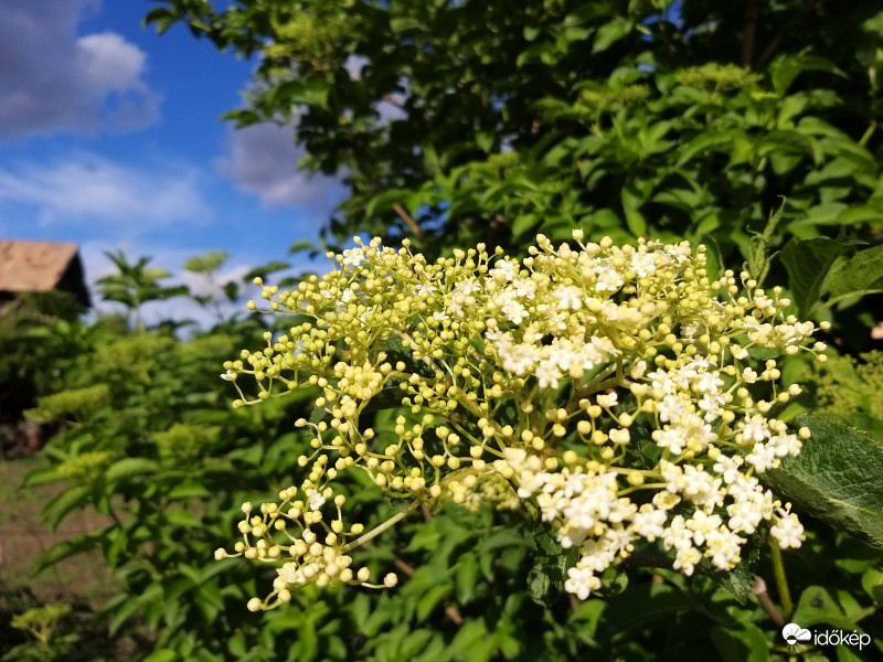 Féligérett Bodza Virágzat