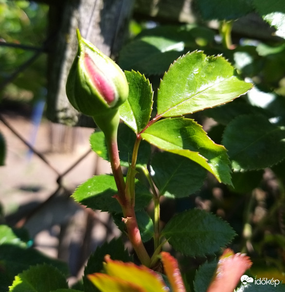 Ébredező futórozsa virágzat