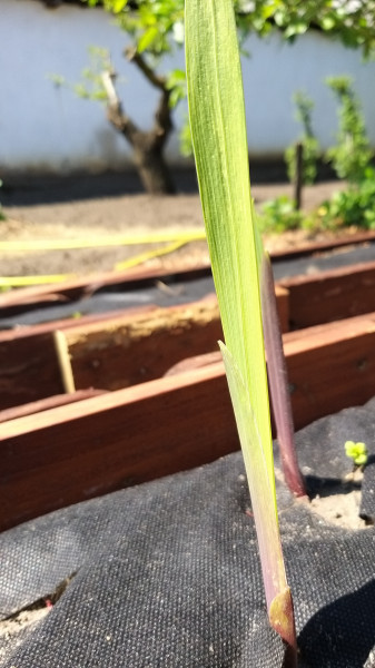 Ébredező kardvirág